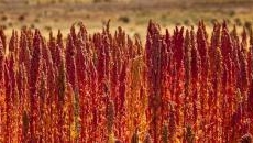 El lado amargo de la Quinoa