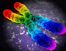 La “i” de intersexualidad